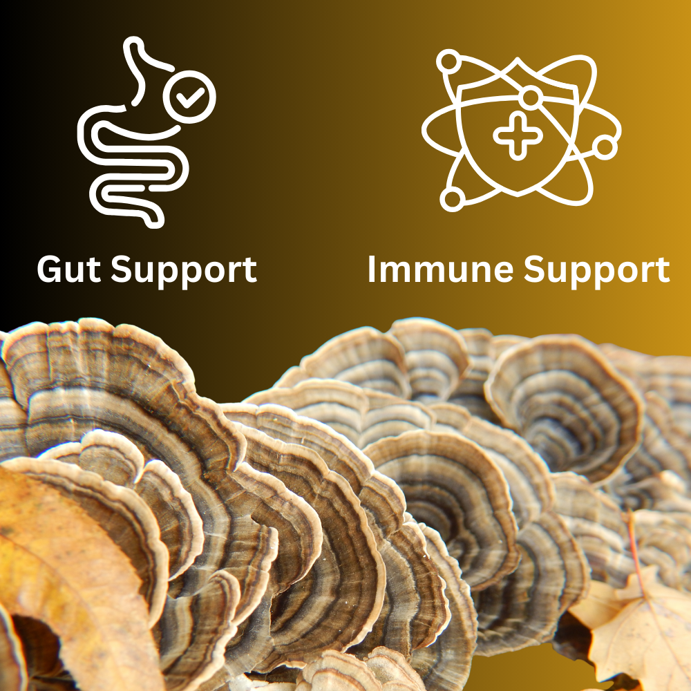 Turkey Tail Mushroom Tincture