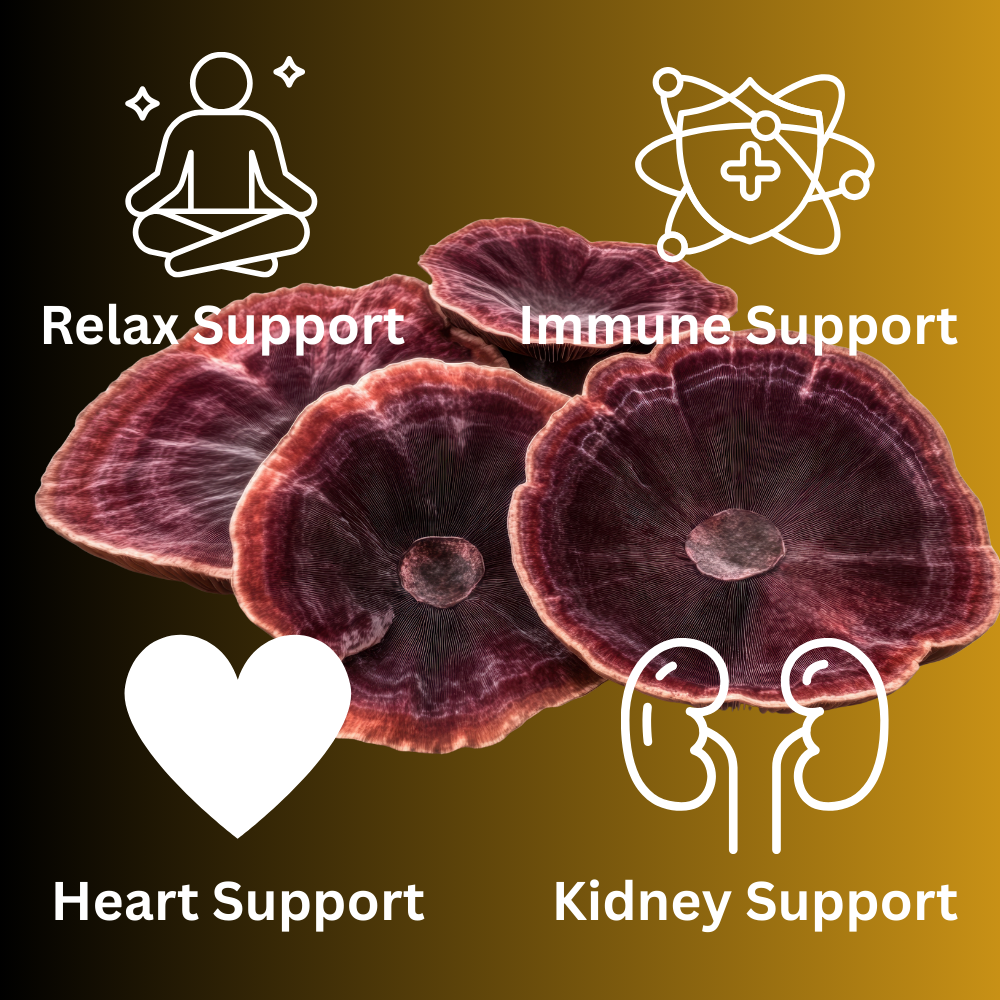 Reishi Mushroom Tincture
