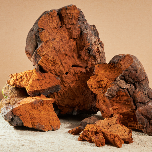 Chaga Mushrooms
