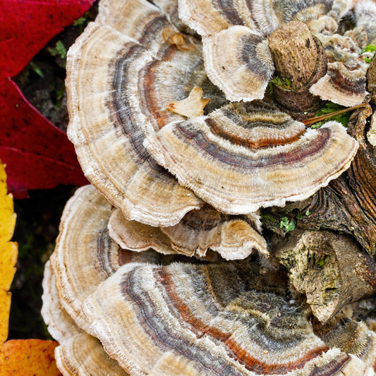 Turkey Tail Mushrooms