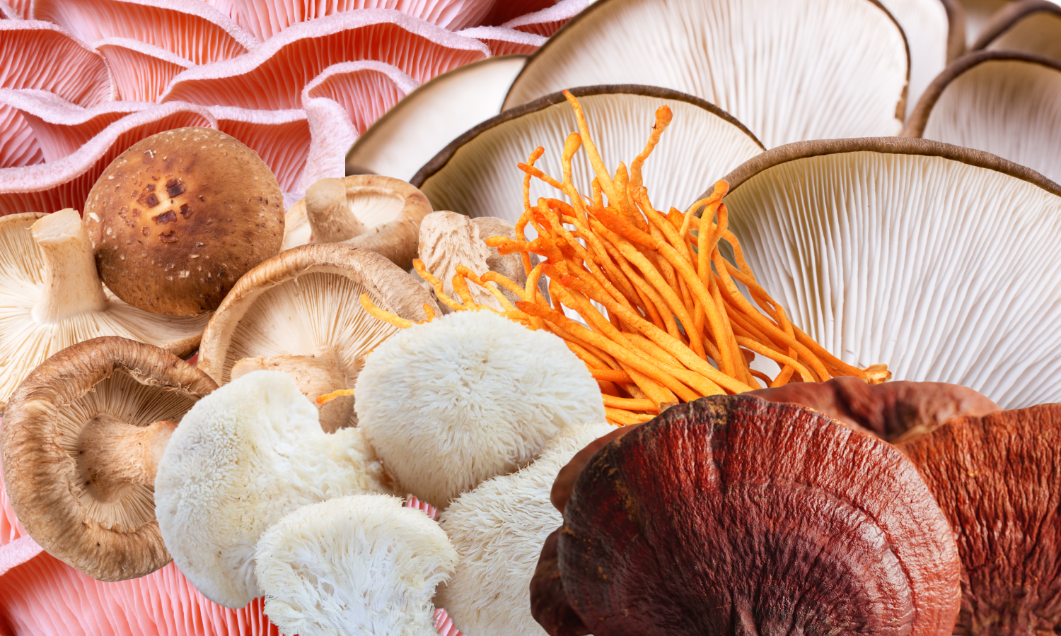 Fresh Mushrooms