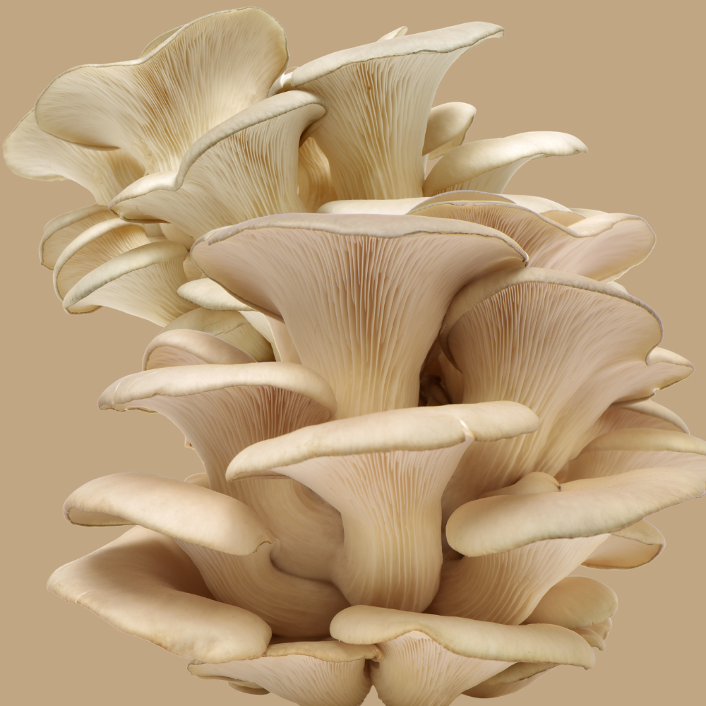 Oyster Fresh Mushrooms