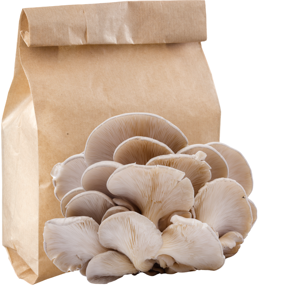 Oyster Fresh Mushrooms